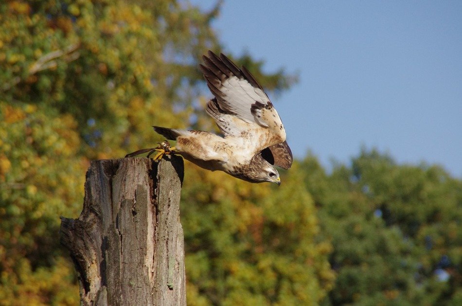 Raptor on the wood