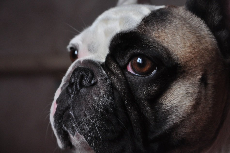 french bulldog head with smart look
