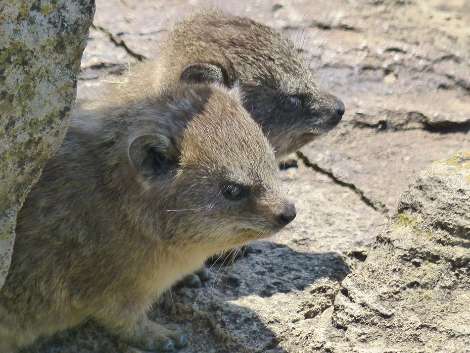 pair of Damans in Africa
