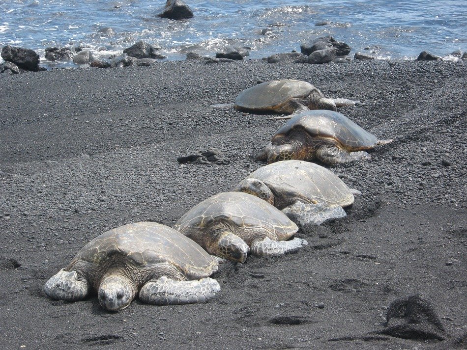 unmatched Turtles, hawaii