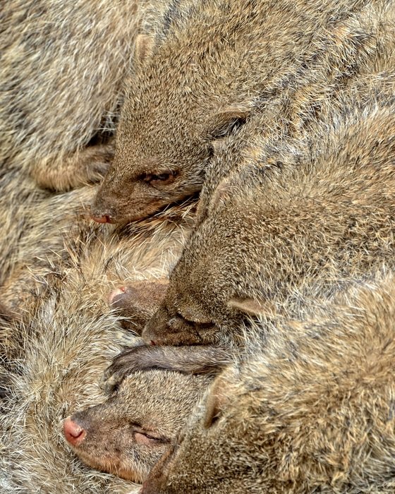 beautiful, cute and amazing Mongooses