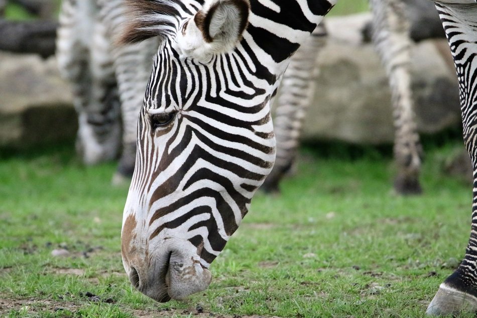 Zebra chews the grass