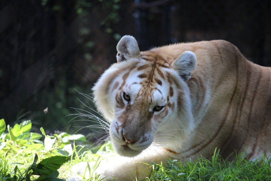 beautiful white tiger