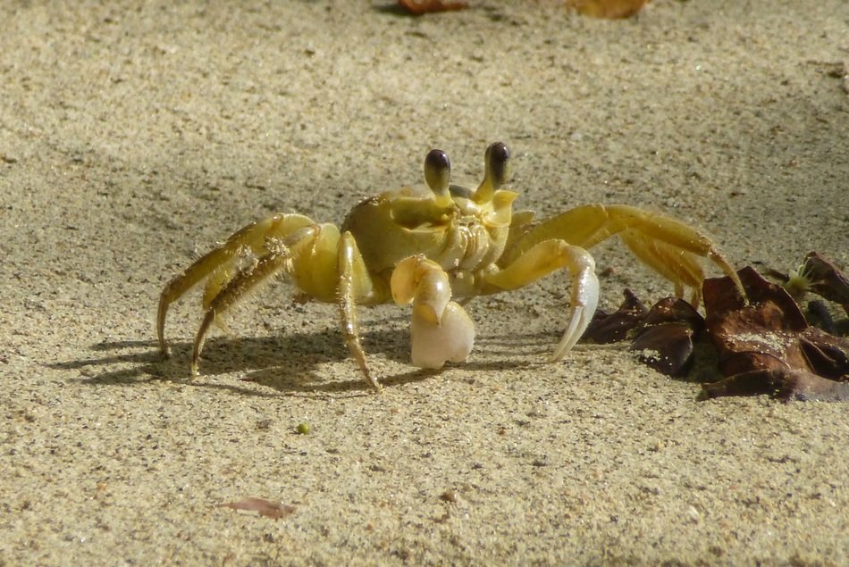Crab in the sand Beach close