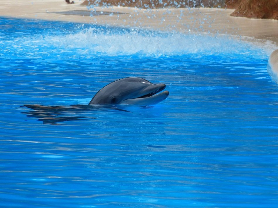 dolphins are jumping on a pool show