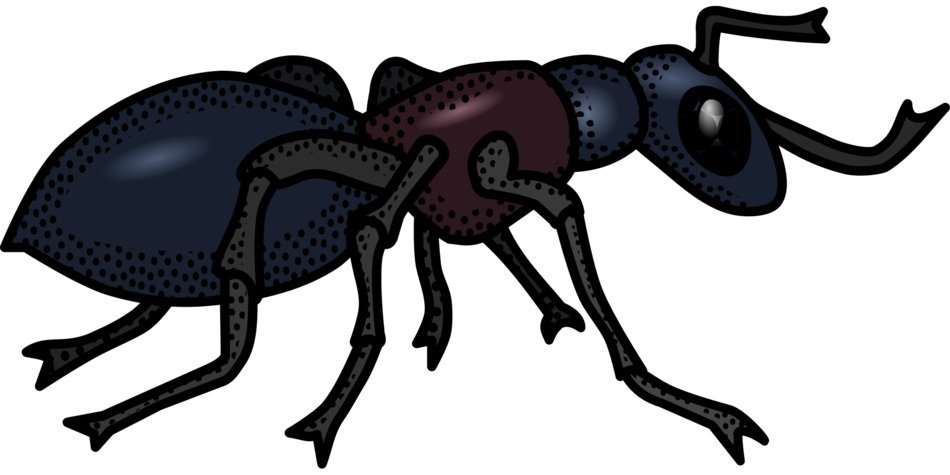 Illustration of black insect