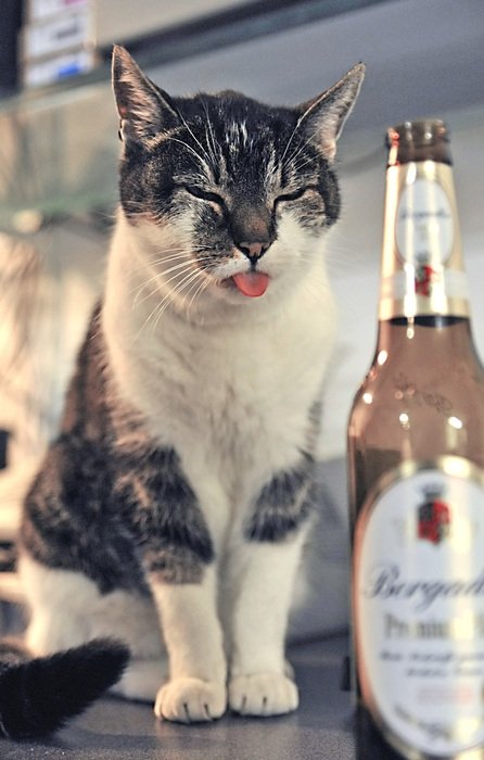 Picture of Domestic Cat and beer