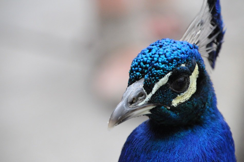 Blue and black Peacock