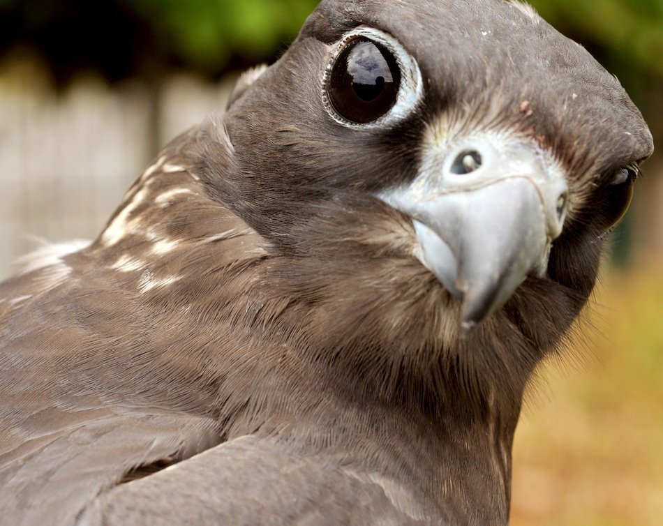 photo portrait of predatory saker
