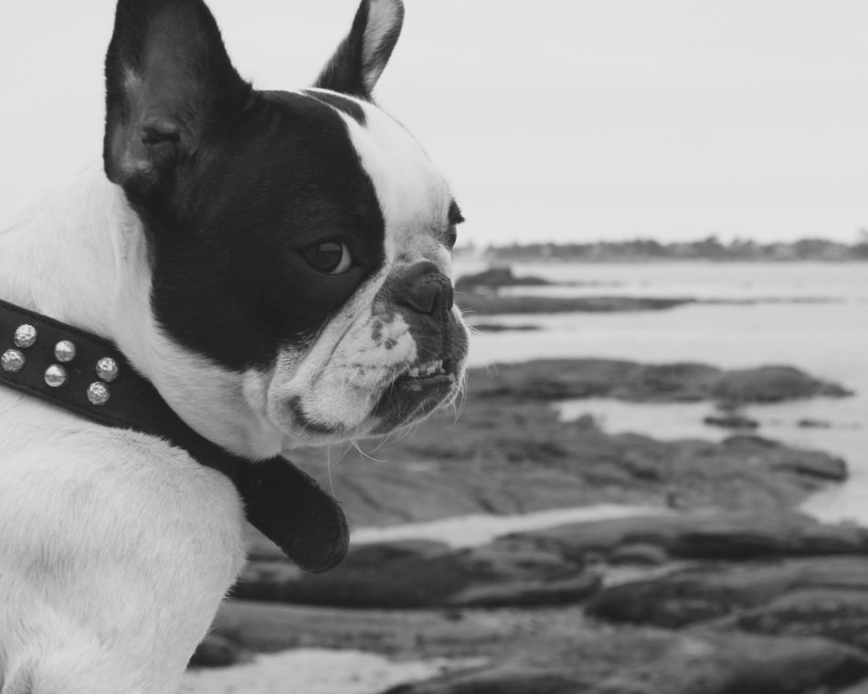 wondrous French Bulldog