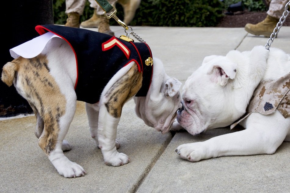 two cute white bulldogs get acquainted