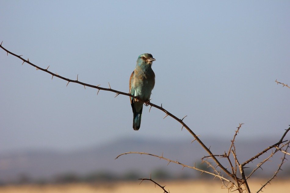 Exotic Bird Tsavo