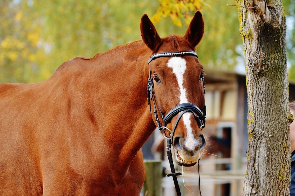 light brown and white horse near the tree
