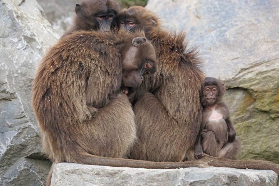 monkeys with cub