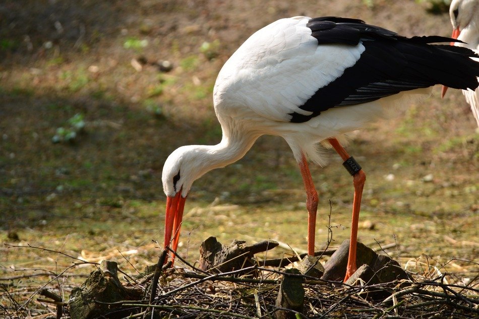 Black and white Stork eats off the ground