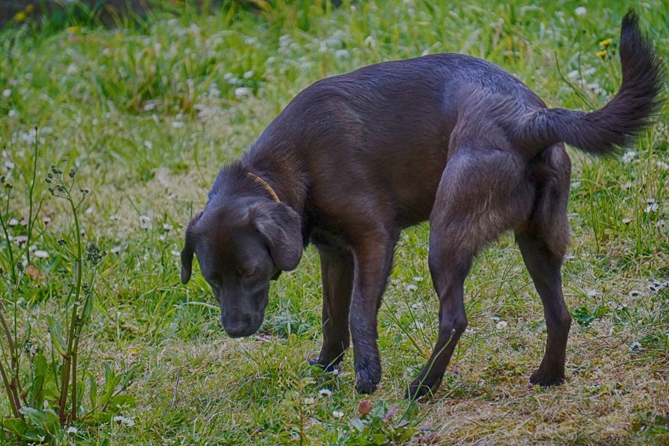 black labrador in the countryside
