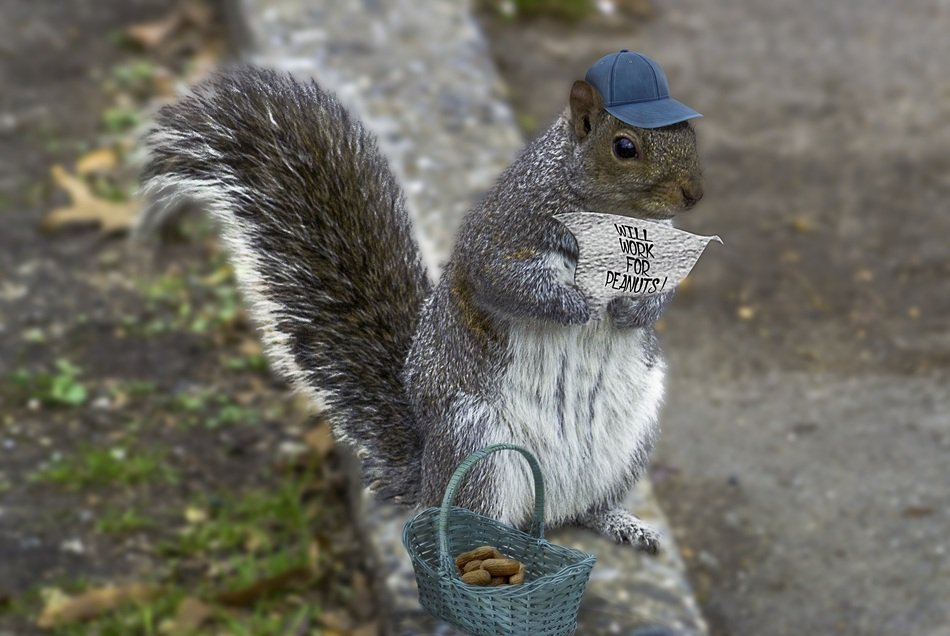 Squirrel on a street