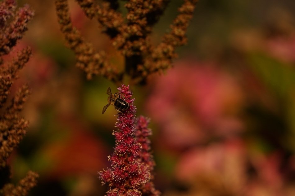 Close-up of the wasp on the blossoming flowers