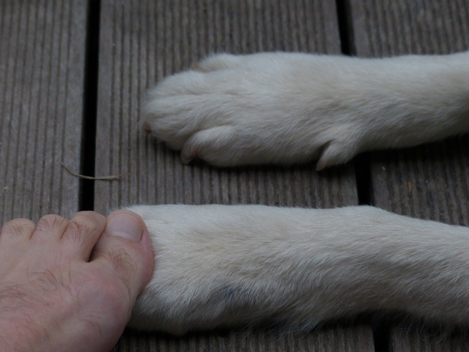 manâs Foot on Dogâs Paw