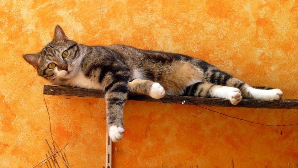 the cat lies on a shelf near the orange wall
