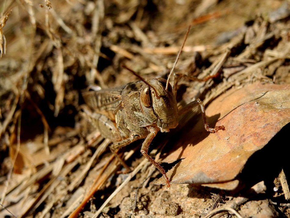 grasshopper on the dry grass