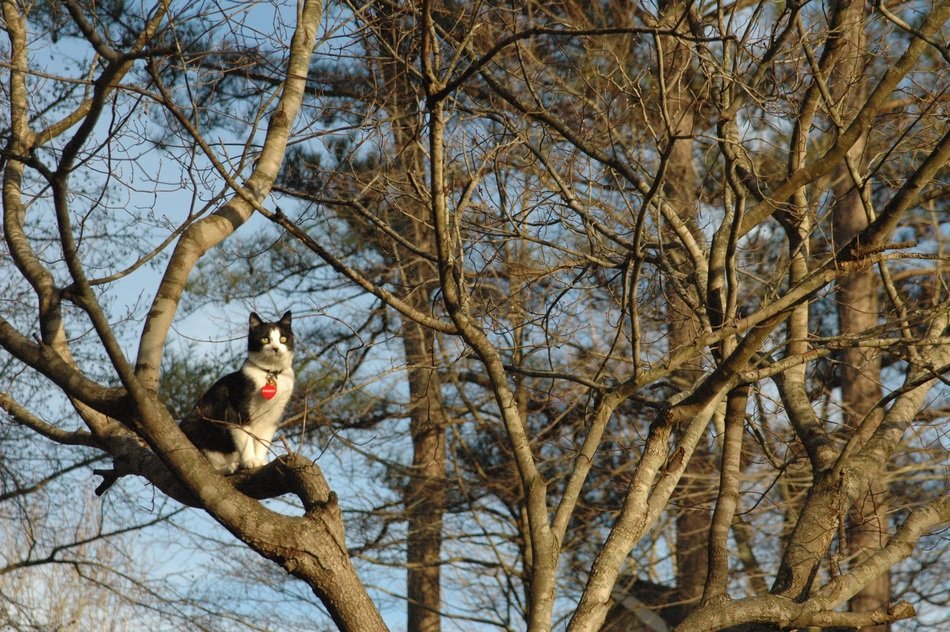 Cat on the Tree