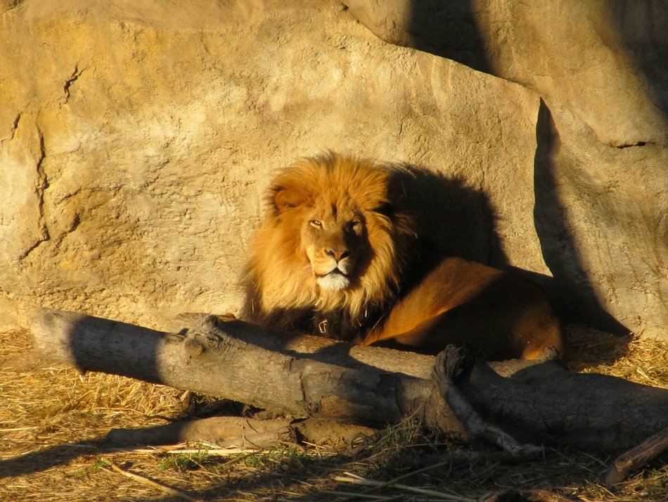 lion relaxing at the sun lights