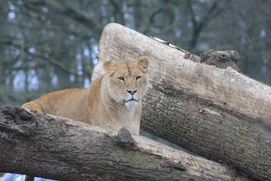Lioness and trees