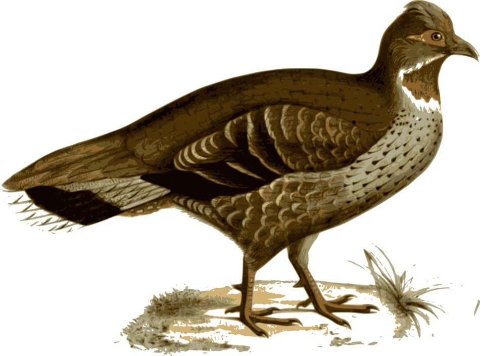 İllustration of Pheasant Bird