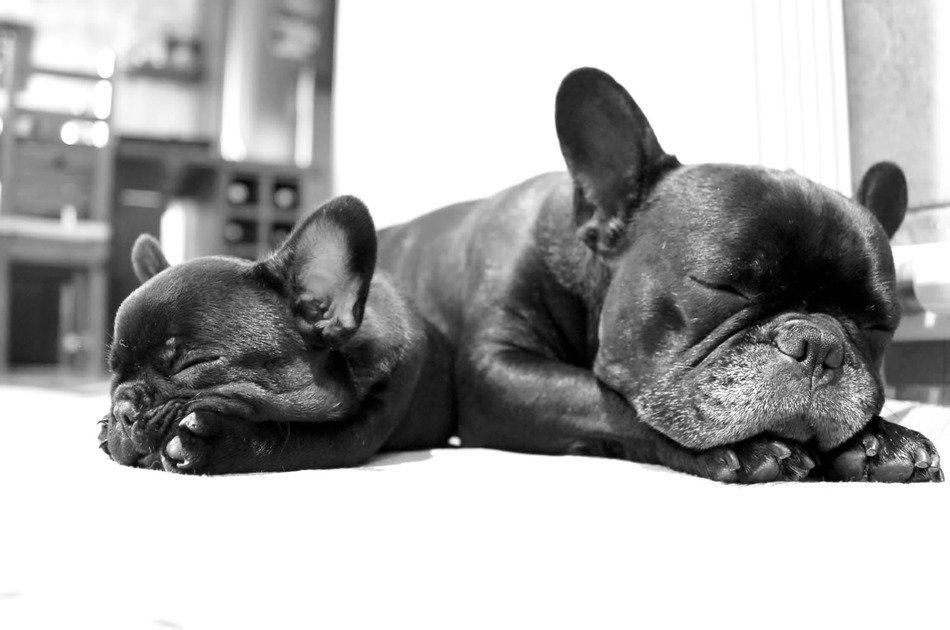 Black and white photo of the beautiful and cute family of French Bulldogs is sleeping on the floor
