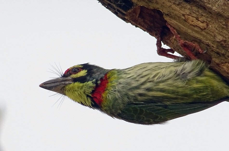 Coppersmith Barbet, sitting bird close up