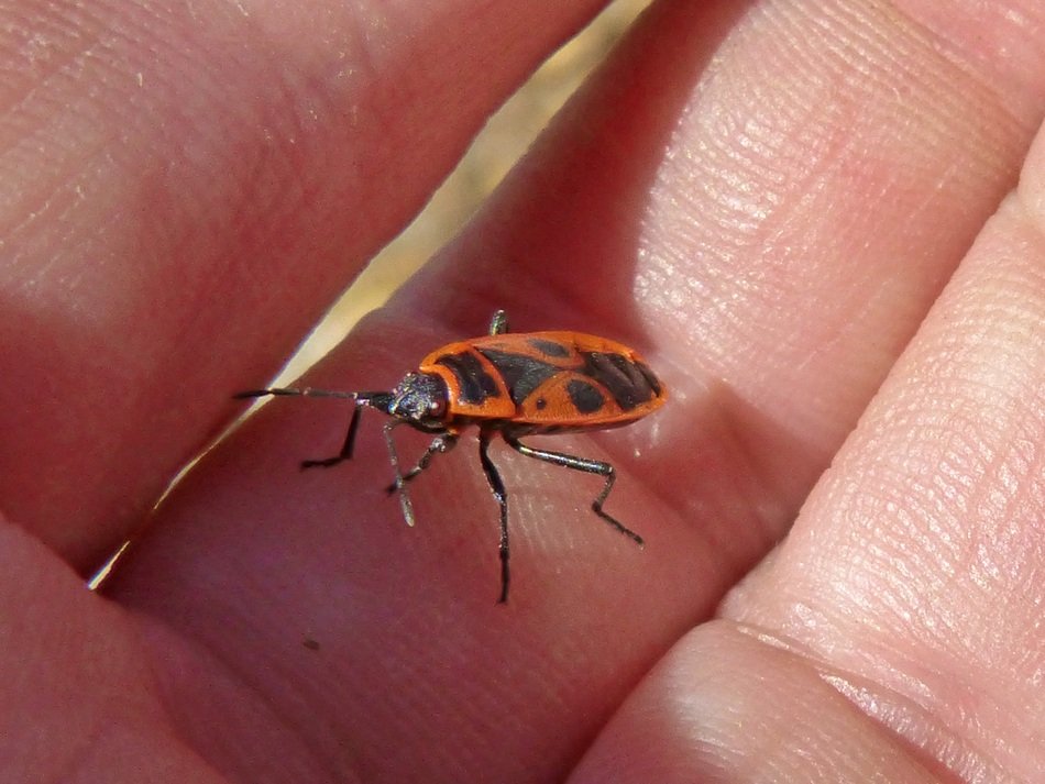 Eurydema Ornatum Bug