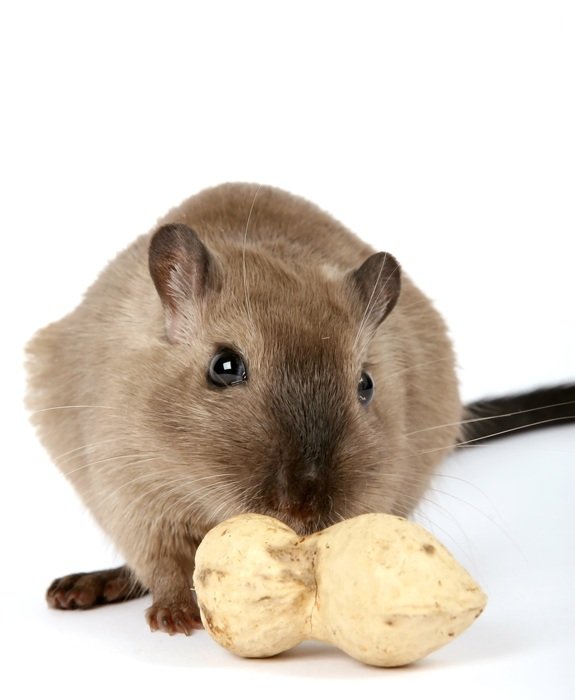 beige domestic mouse with peanut