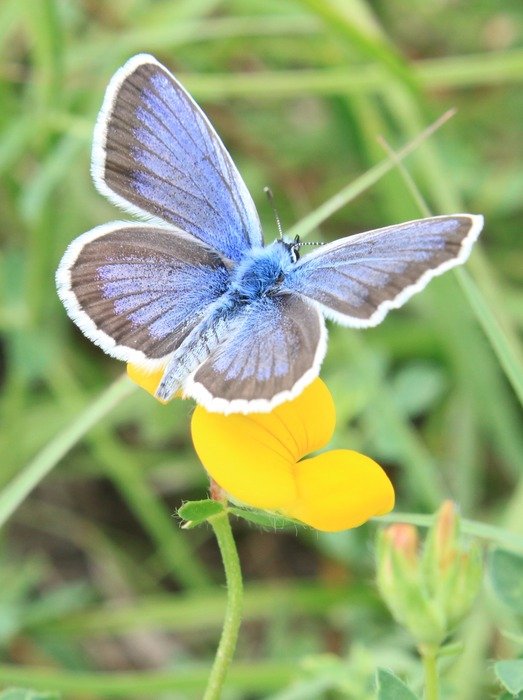 blue butterfly on the yellow flower