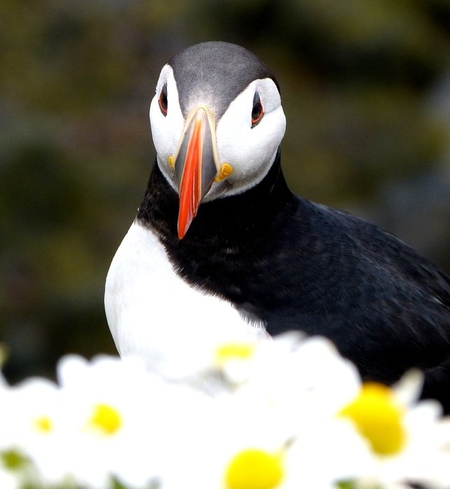 puffin among daisies