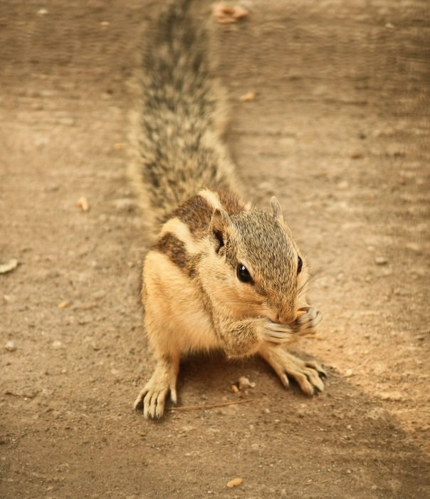 crunching squirrel