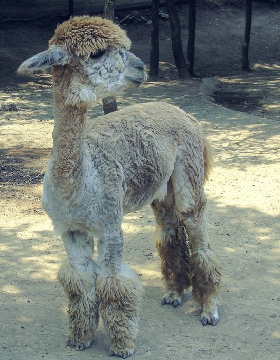 alpaca in the wild
