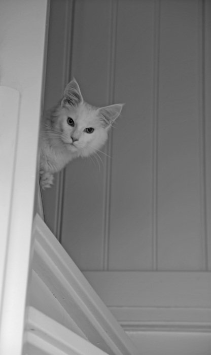 white cat on the stairs near the wall