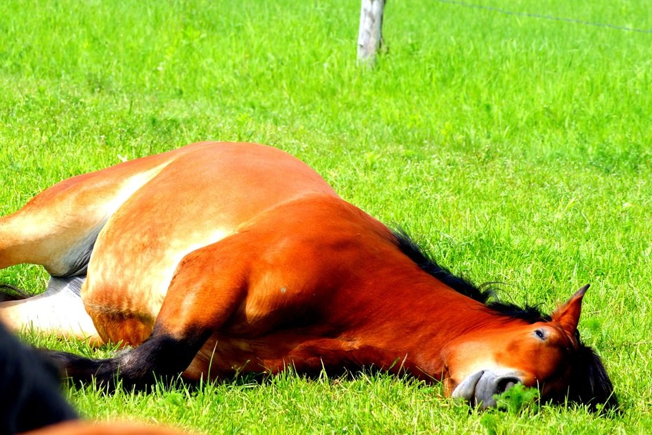 The Horse sleep