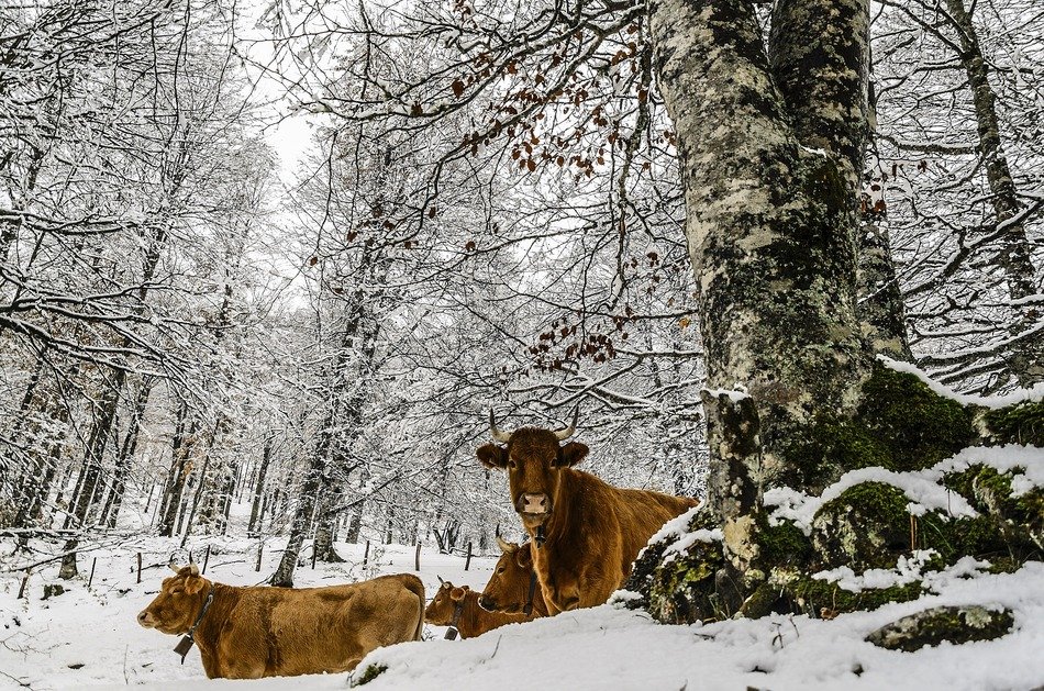cows in the snow in the forest