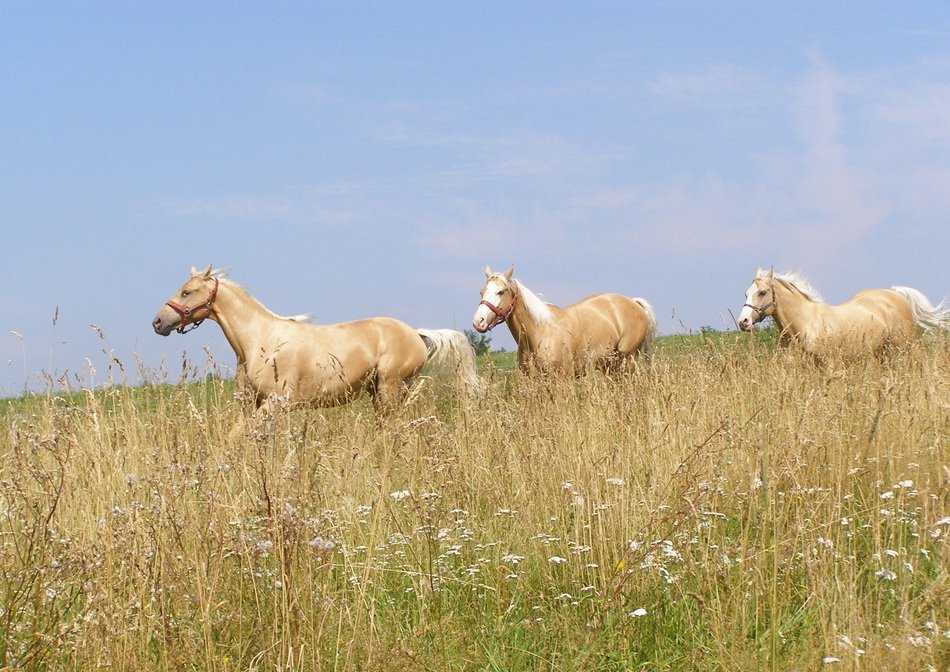 Horses Galop