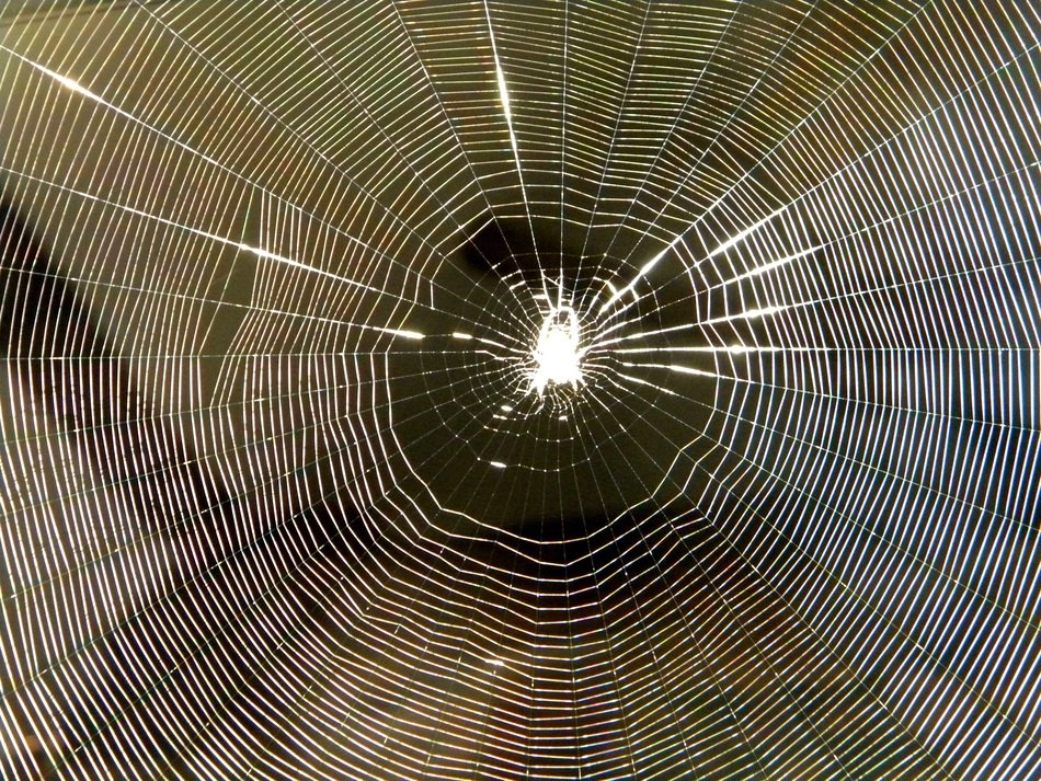 Close-up of the big cobweb