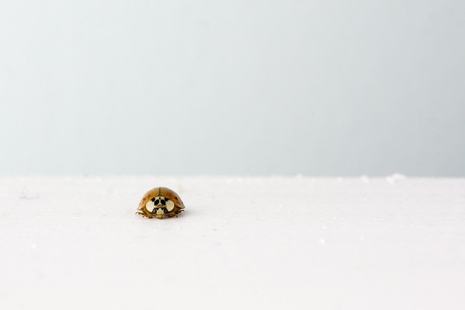 Black and orange Ladybeetle on the white surface
