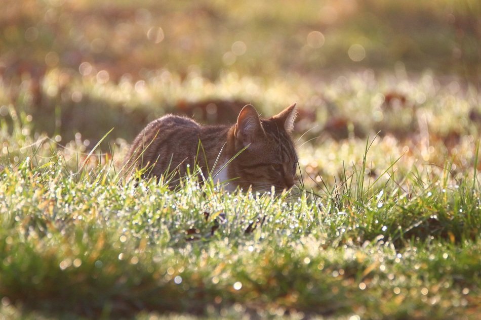 cat lying on the grass with dew