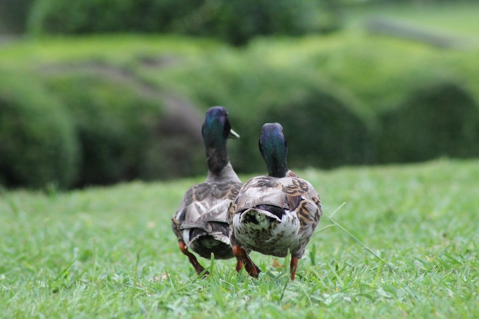 two mallards on a green lawn in the park