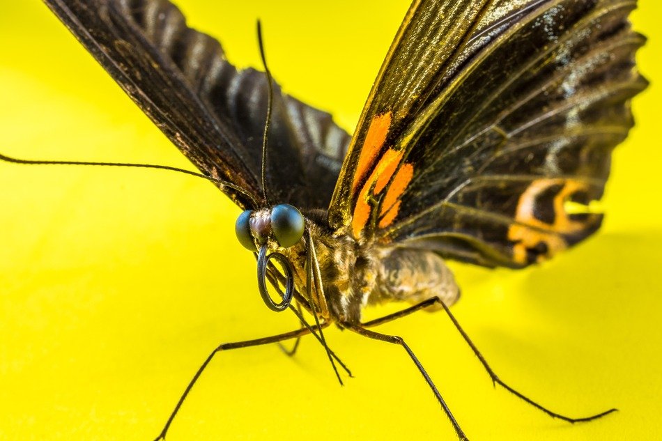 Butterfly on a yellow background