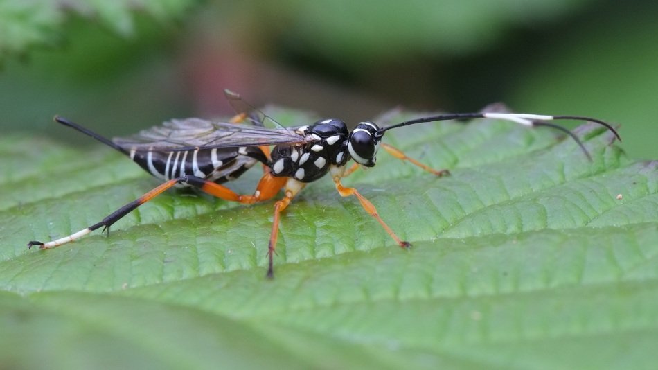 Ichneumonid, black and white Insect on green leaf