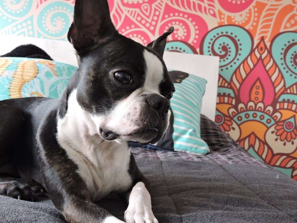 Dog Bostonterrier