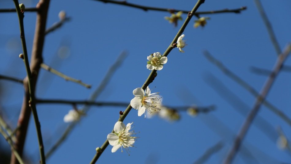 plum blossom on a background of blue sky