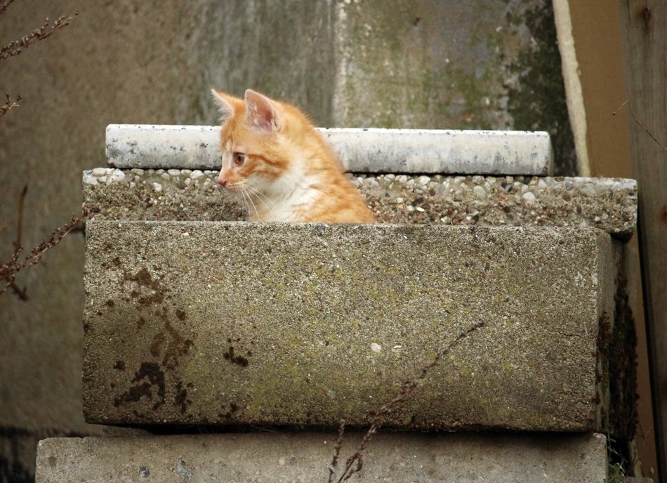 Kitten in a stone hiding place